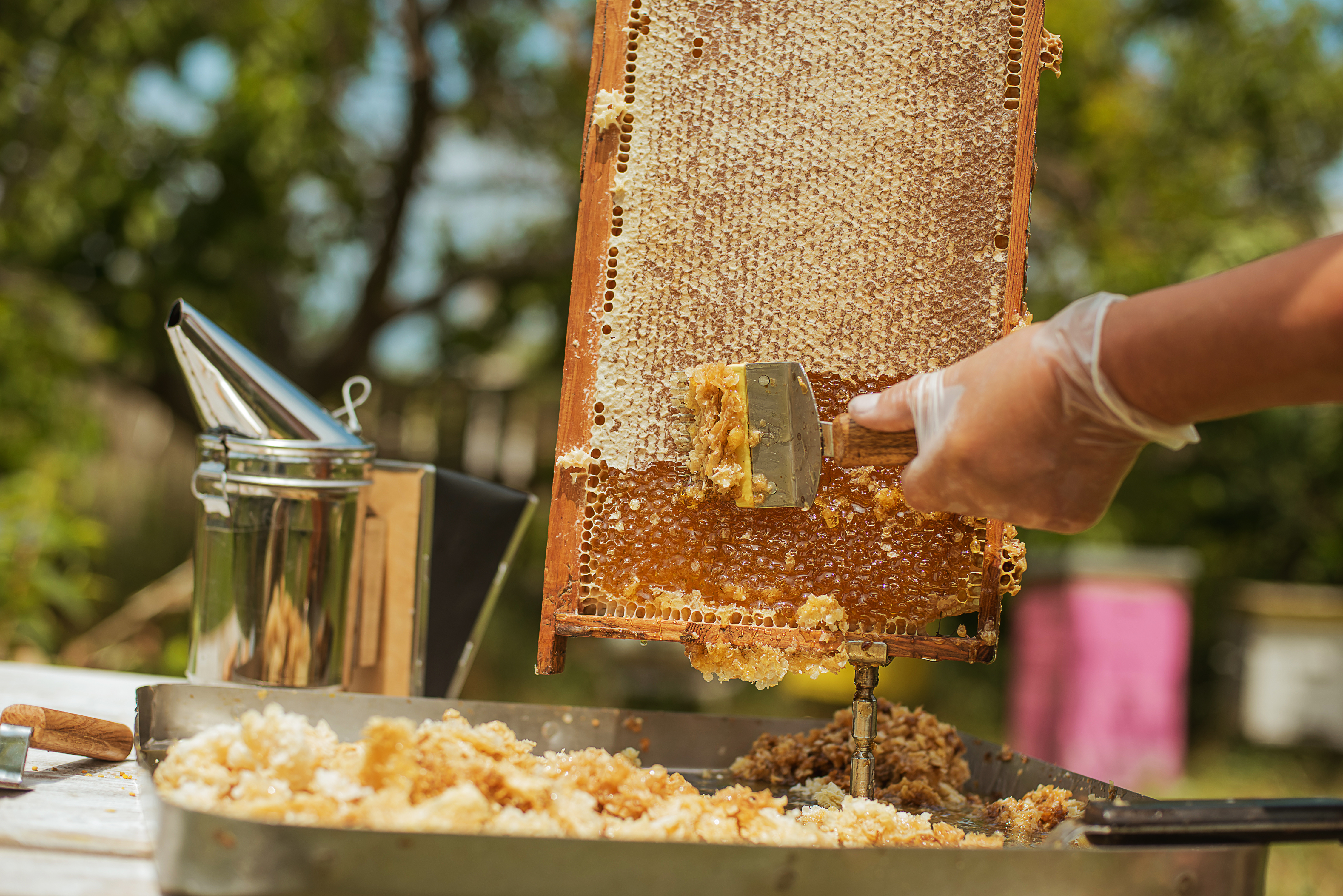 récolte du miel avec lève-cadre