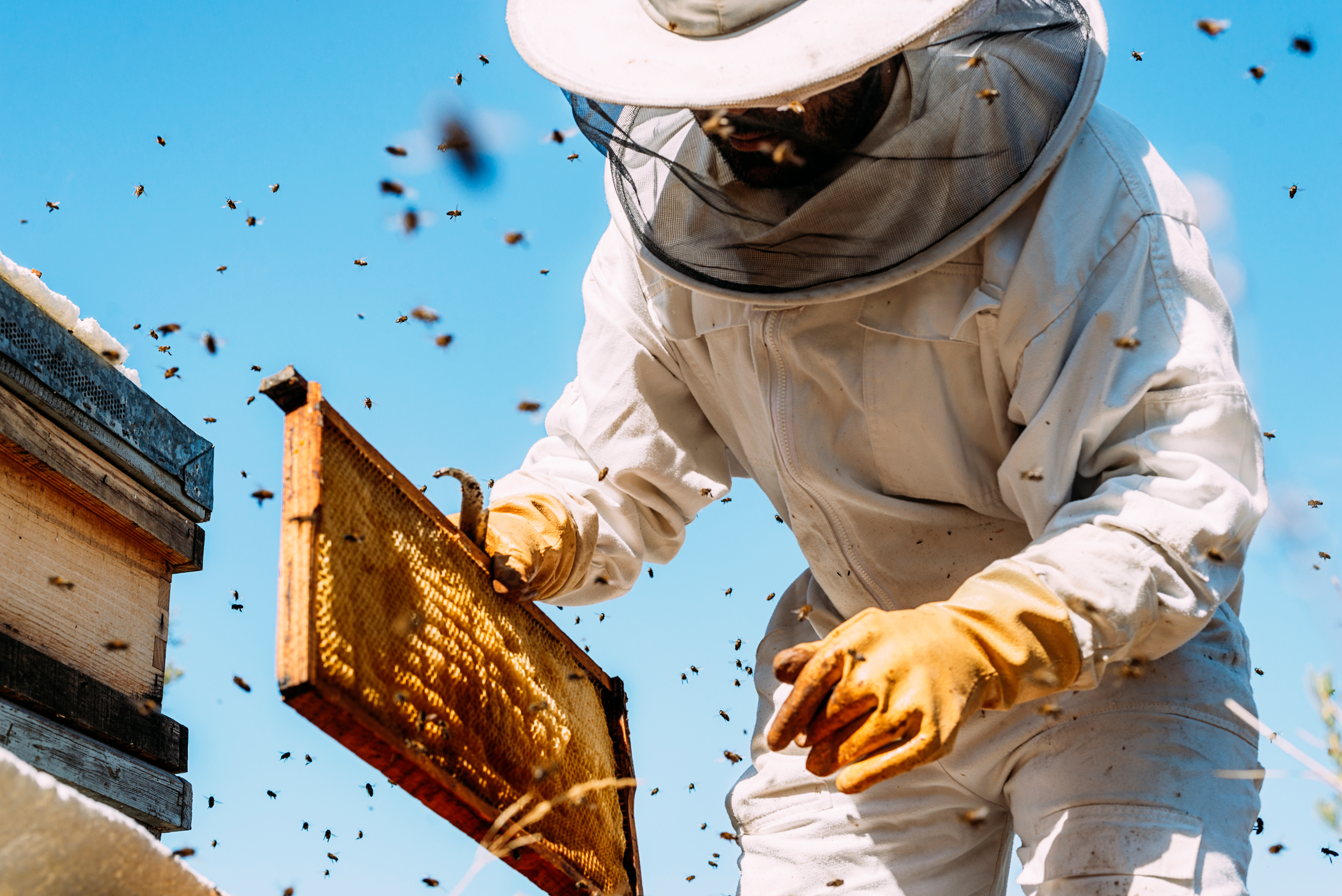ouverture d'une ruche par un homme en combinaison d'apiculteur