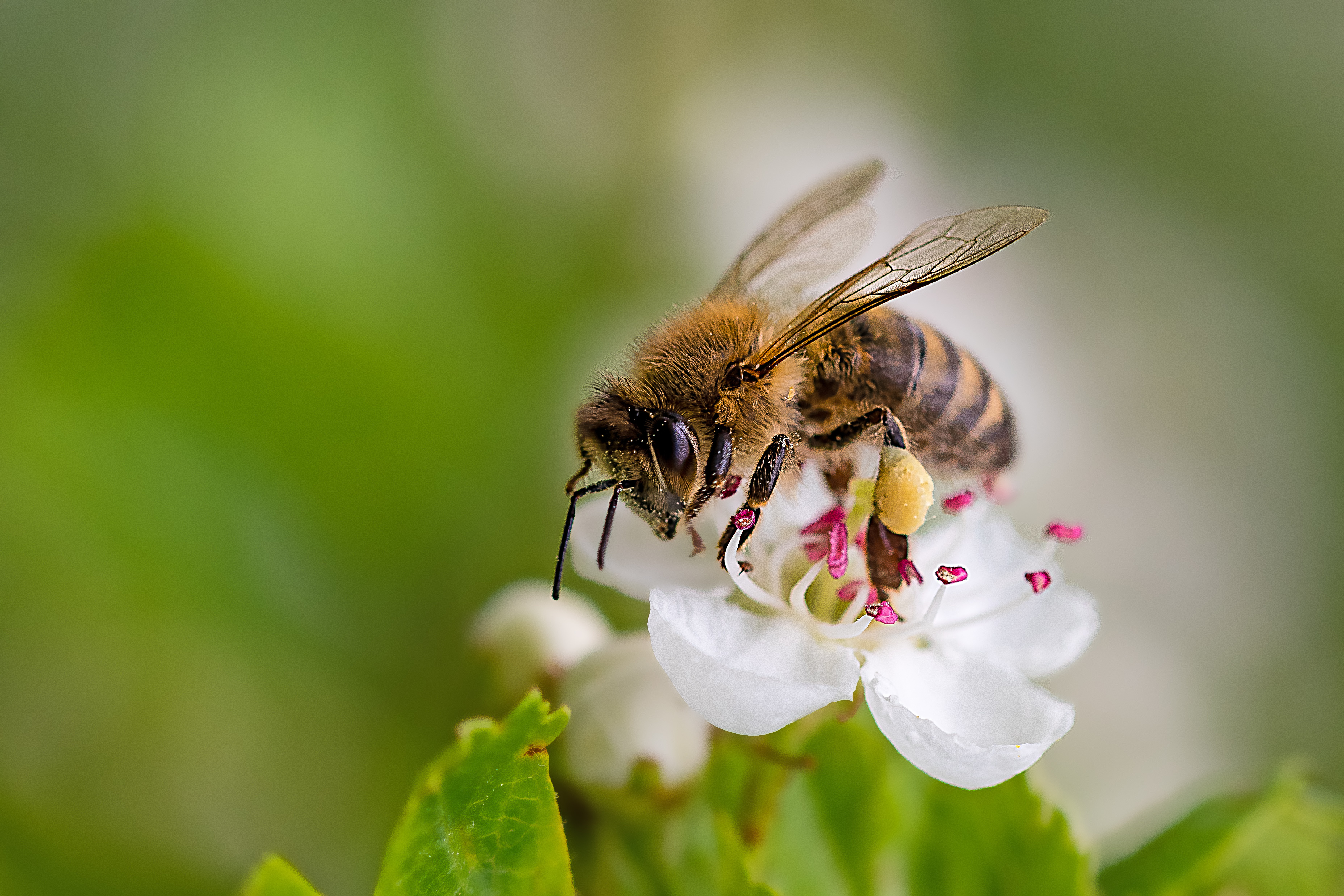 abeille qui butine une fleur