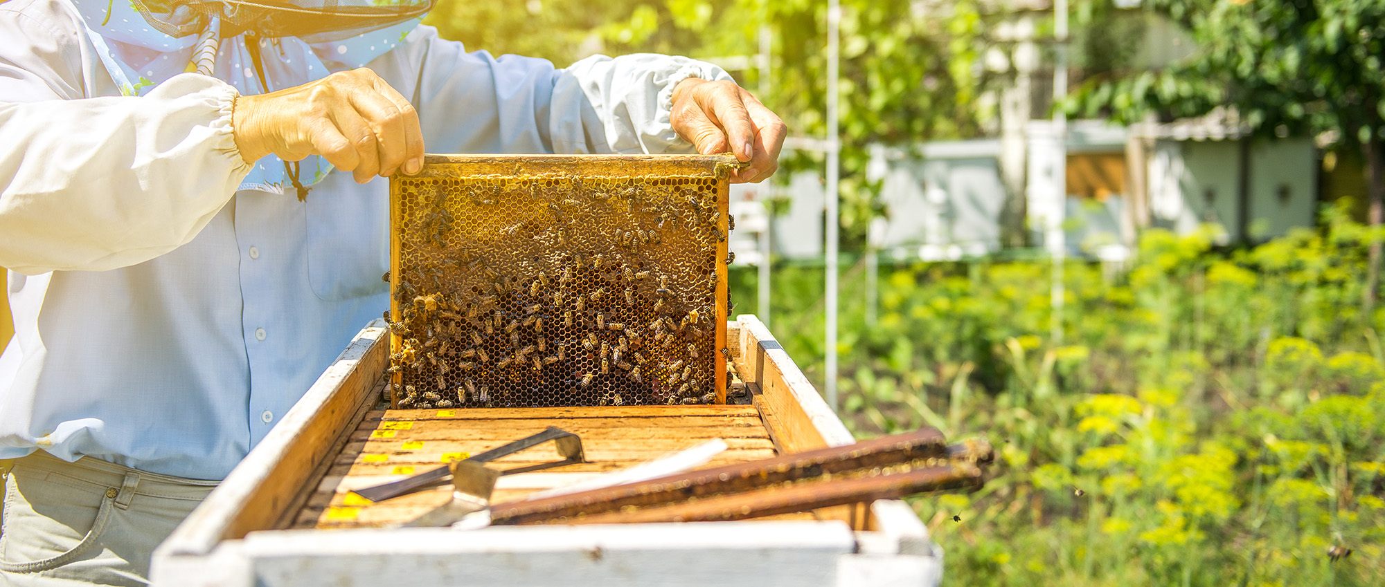 Installer une ruche chez soi : 5 choses à savoir ! - L'Atelier par