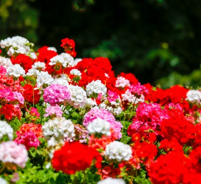 géraniums rouges roses blancs