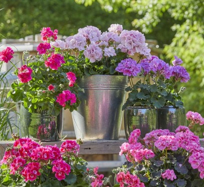 Engrais COMPO pour avoir des beaux géraniums