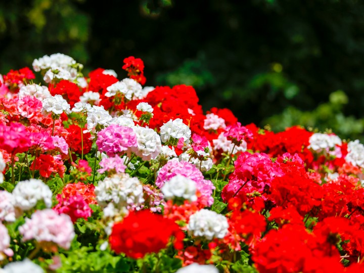 géraniums rouges roses blancs