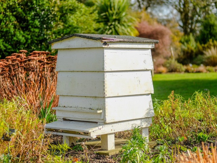 Savoir où placer sa ruche | Bricopro
