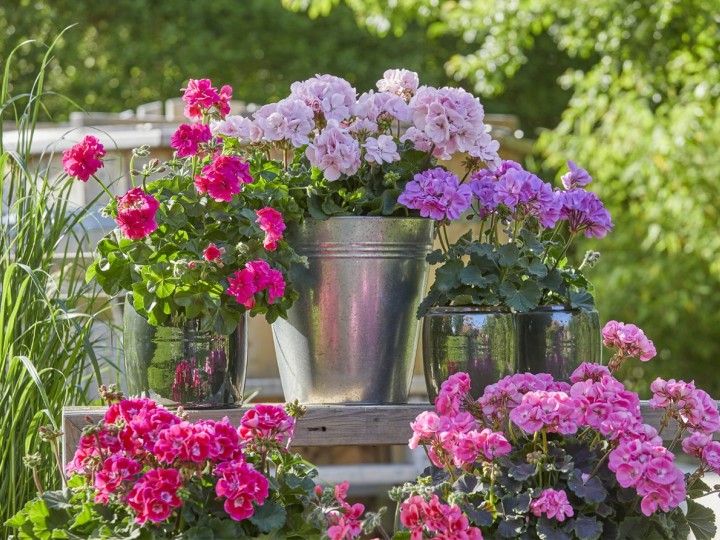 Engrais COMPO pour avoir des beaux géraniums