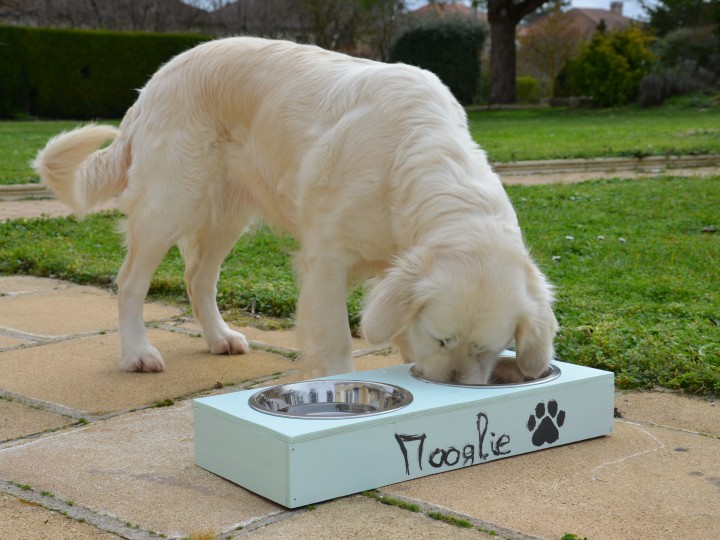 Visuel de la gamelle pour chien 