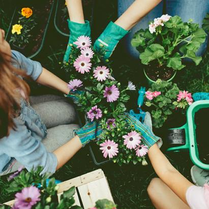 Plants de jardin